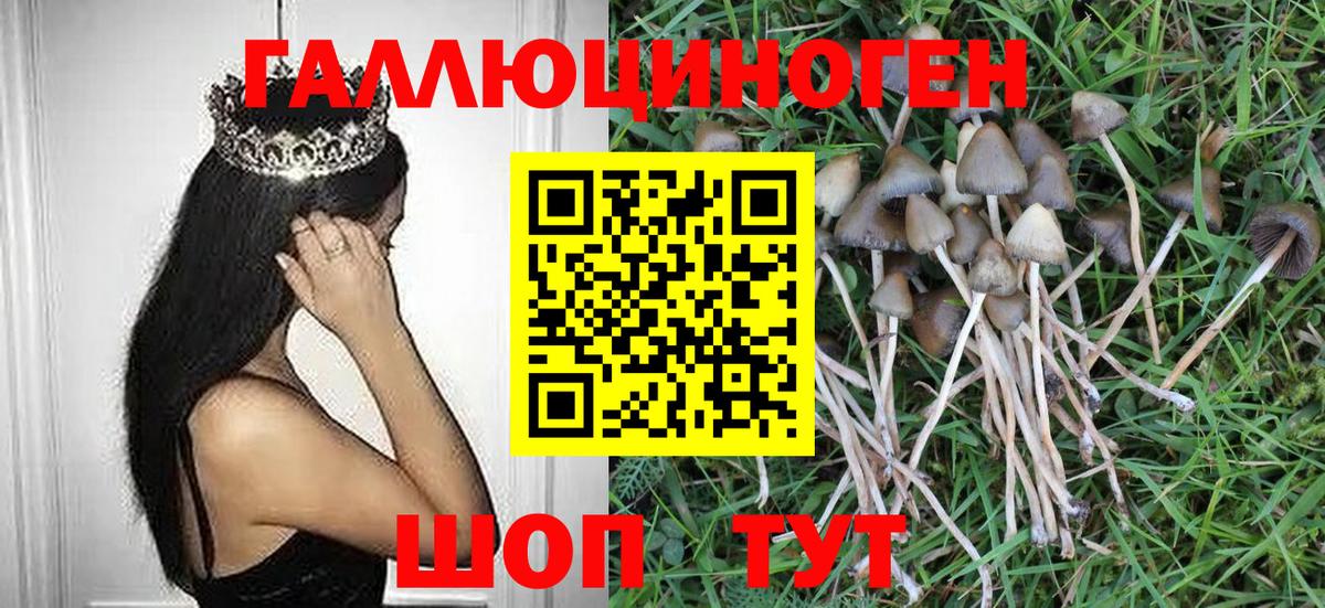 Псилоцибиновые грибы Psilocybe Волхов